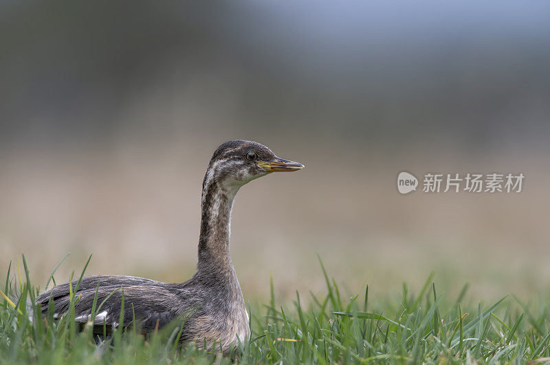 澳大拉西亚鸊鷉（Tachybaptus novaehollandiae - Stevografix）